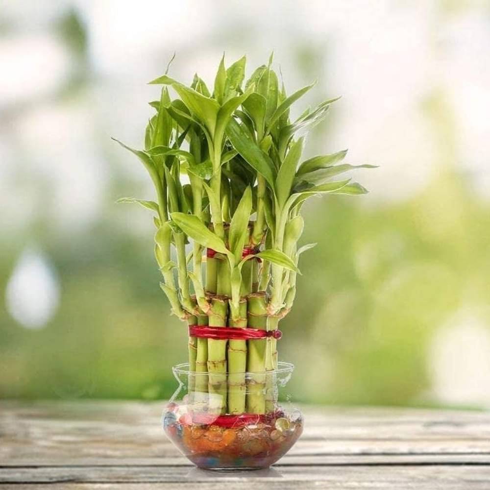 Lucky Bamboo Feng Shui Live Indoor Plant Healthy Lucky Bamboo Feng Shui Live Indoor Plant Healthy