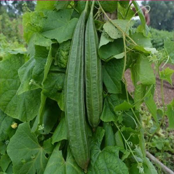     			LiveNature Ridge Gourd Seeds | Turai Summer Vegetable Plant Seeds | Best For Home Garden & Terrace – 100 Seeds