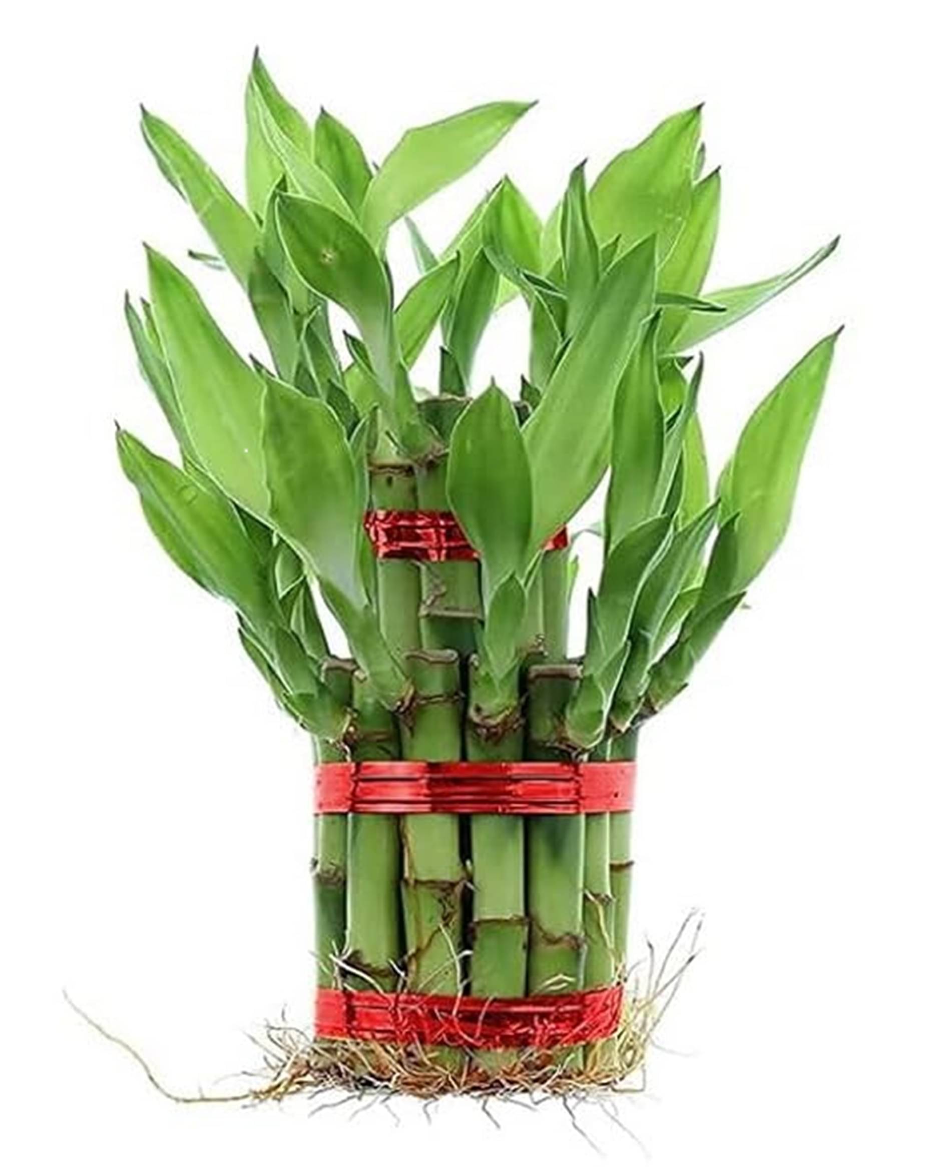 Lucky Bamboo 2 Layer Feng Shui Plant | Live Indoor Plant 15-20 Sticks Without Pot Lucky Bamboo 2 Layer Feng Shui Plant | Live Indoor Plant 15-20 Sticks Without Pot