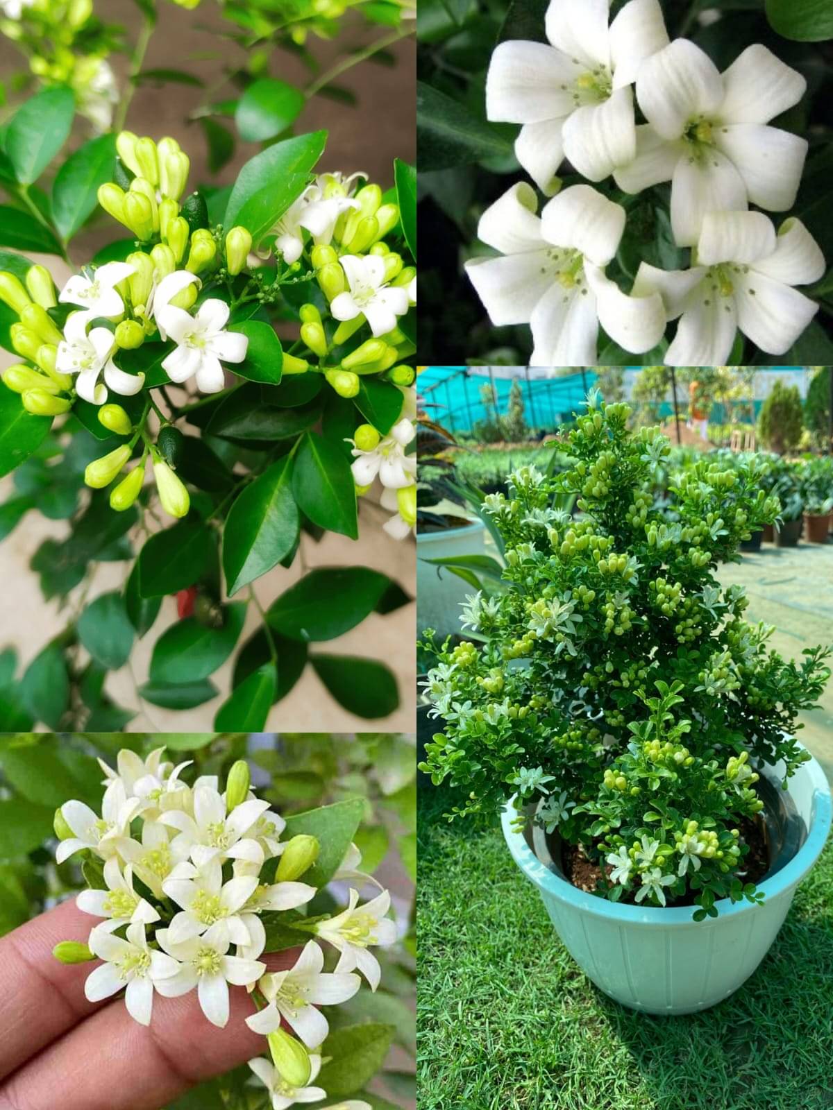 Murraya paniculata Madhu Kamini Flower Plant – Highly Fragrant White Flowering Tree (Pack of 1) Murraya paniculata Madhu Kamini Flower Plant – Highly Fragrant White Flowering Tree (Pack of 1)