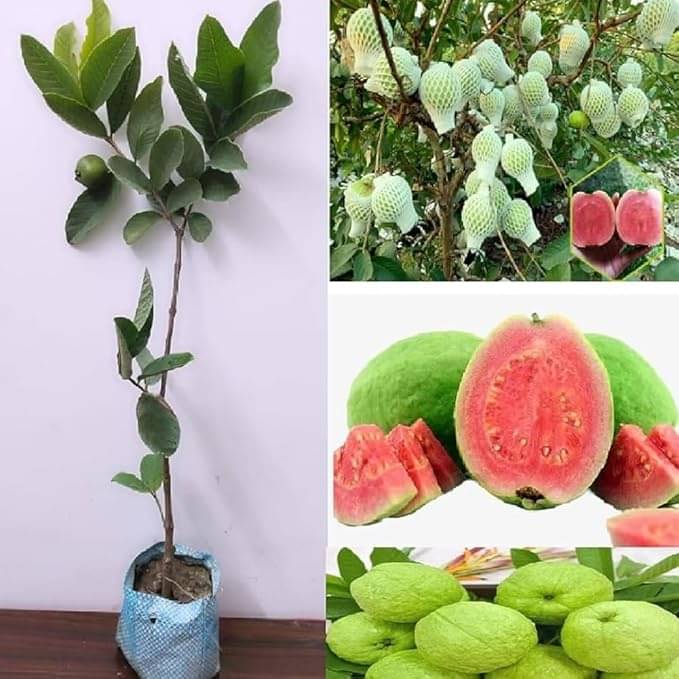 Cloud Farm Outdoor Guava Fruit Plant Pack of 1     			Cloud Farm Outdoor Guava Fruit Plant Pack of 1
