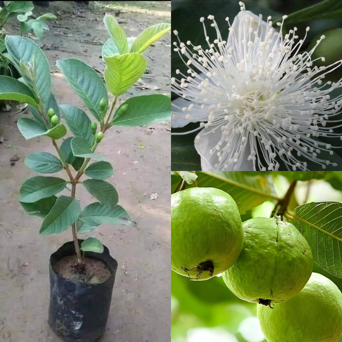 Cloud Farm Outdoor Guava Fruit Plant Pack of 1     			Cloud Farm Outdoor Guava Fruit Plant Pack of 1
