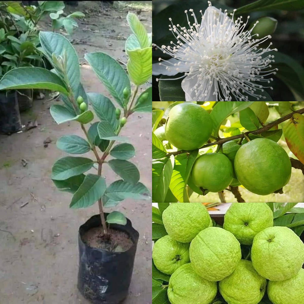 Cloud Farm Outdoor Guava Fruit Plant Pack of 1