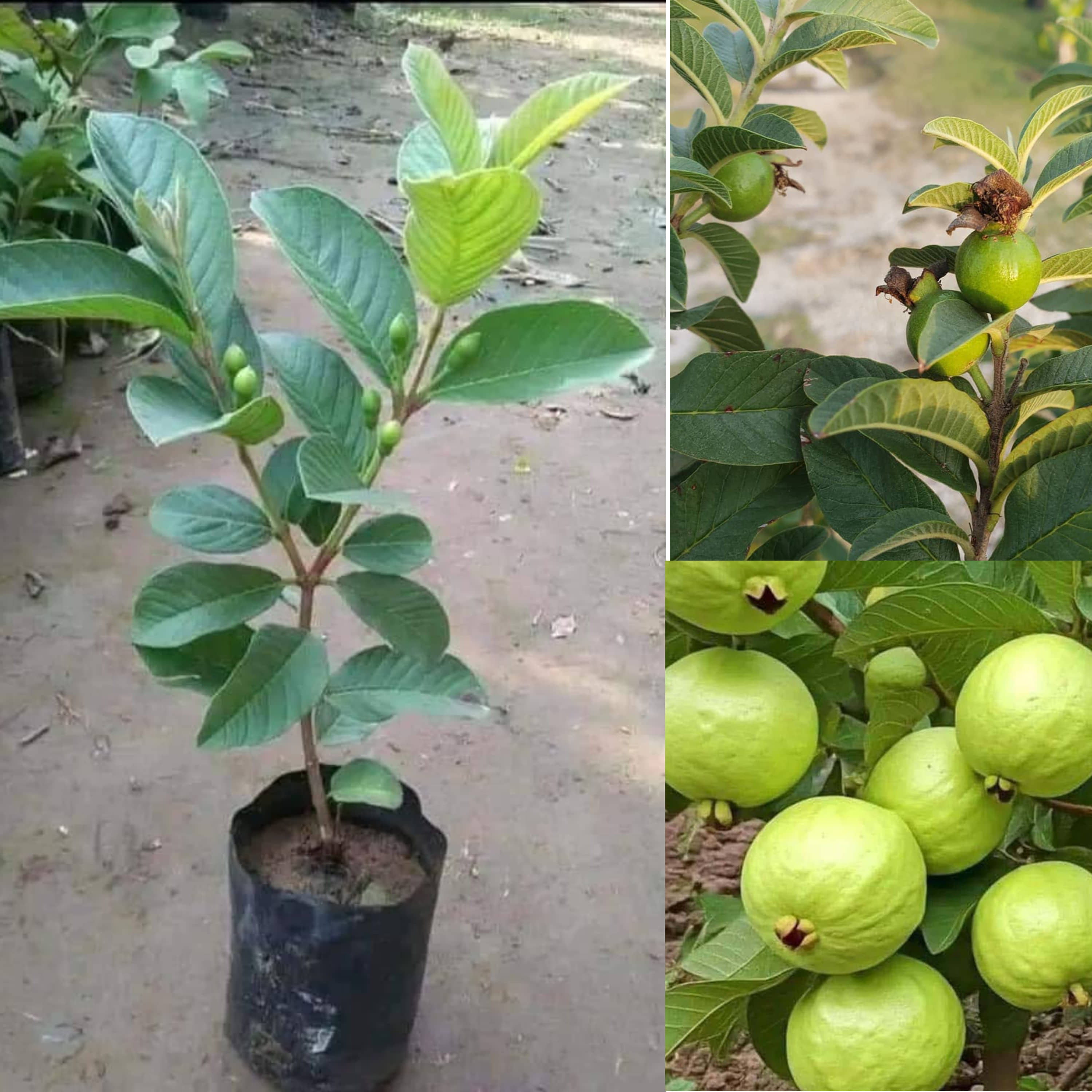Cloud Farm Outdoor Guava Fruit Plant Pack of 1