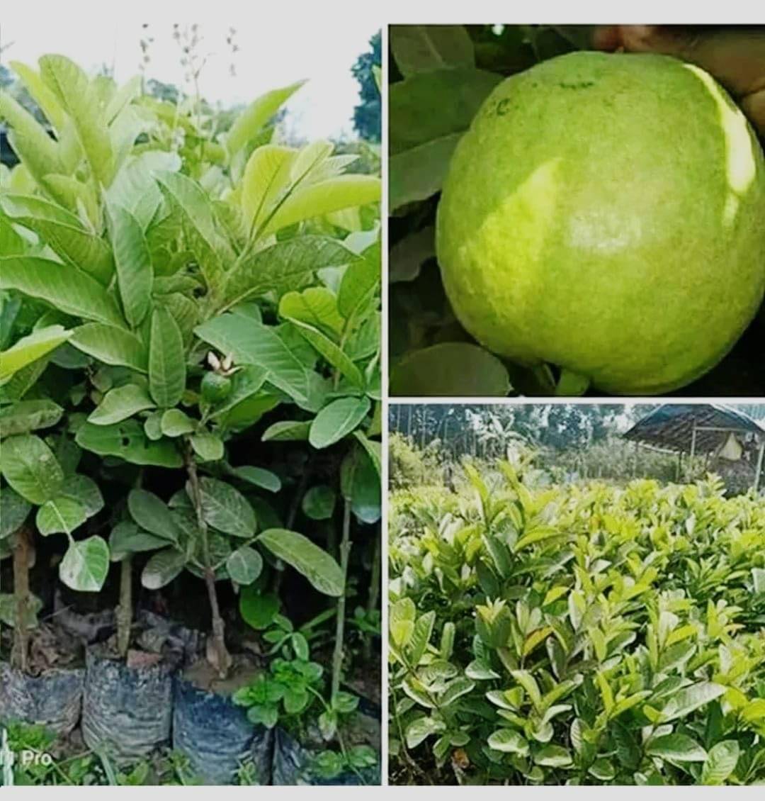     			Cloud Farm Outdoor Guava Fruit Plant Pack of 1