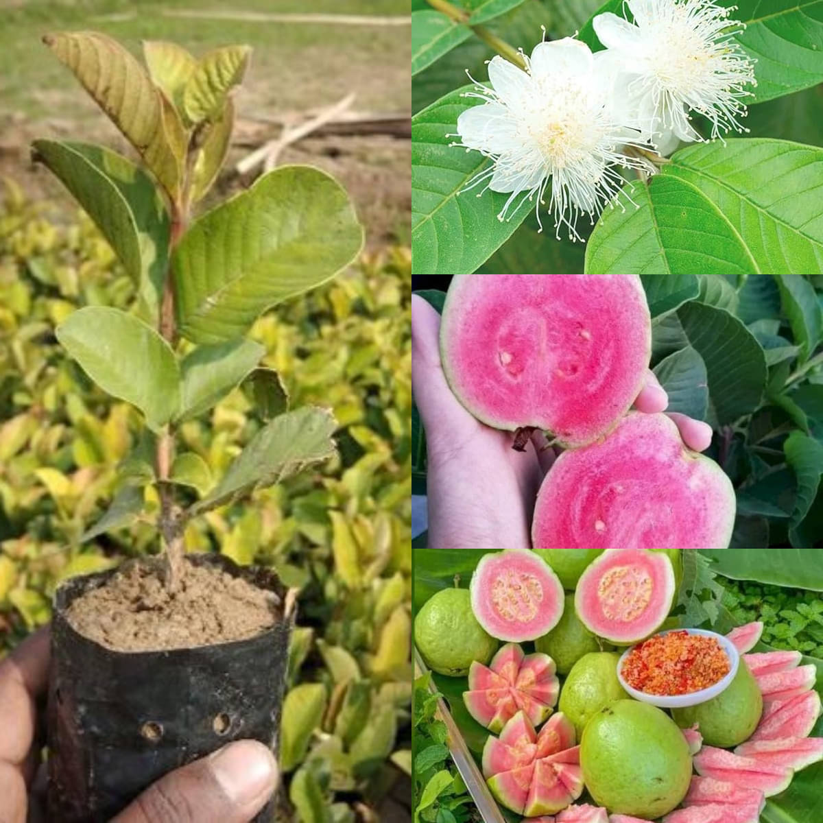     			Cloud Farm Outdoor Guava Fruit Plant Pack of 1
