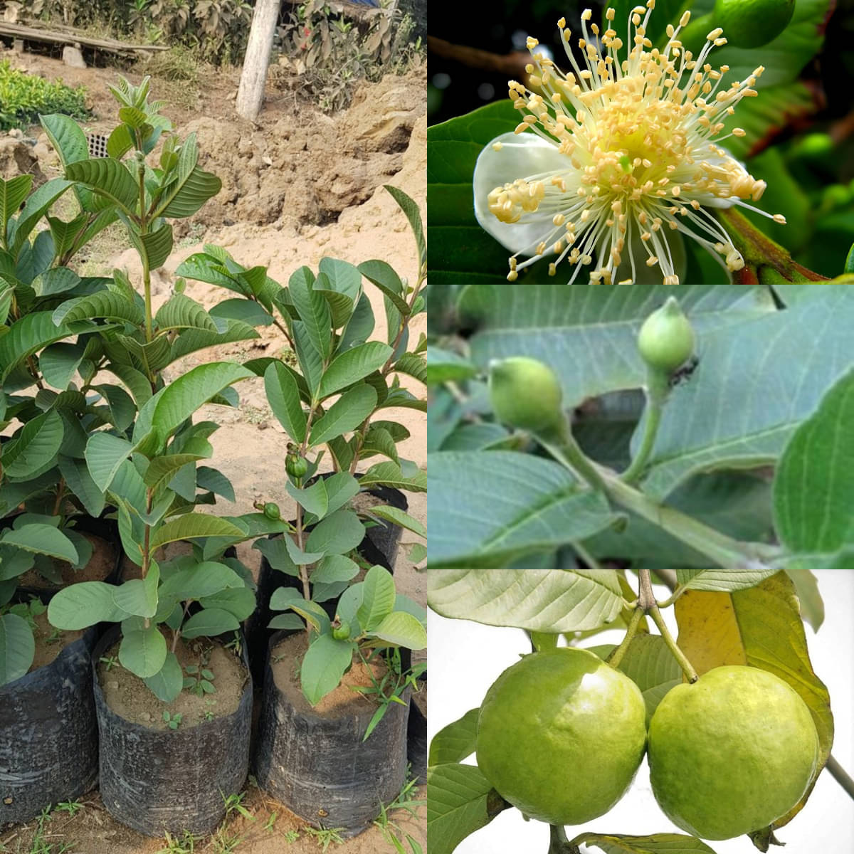    			Cloud Farm Outdoor Guava Fruit Plant Pack of 1