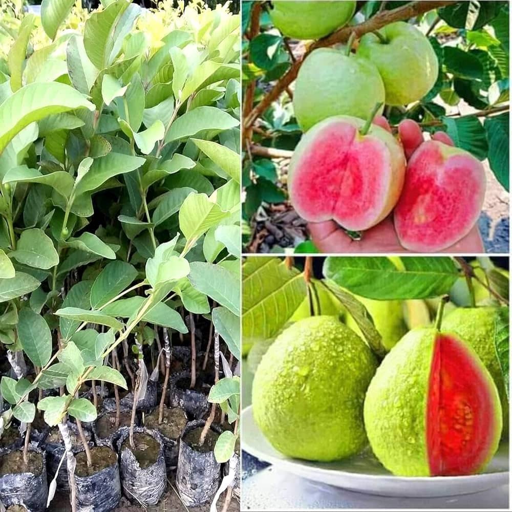 Cloud Farm Outdoor Guava Fruit Plant Pack of 1