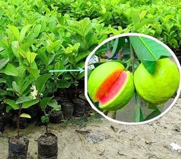 Cloud Farm Outdoor Guava Fruit Plant Pack of 1