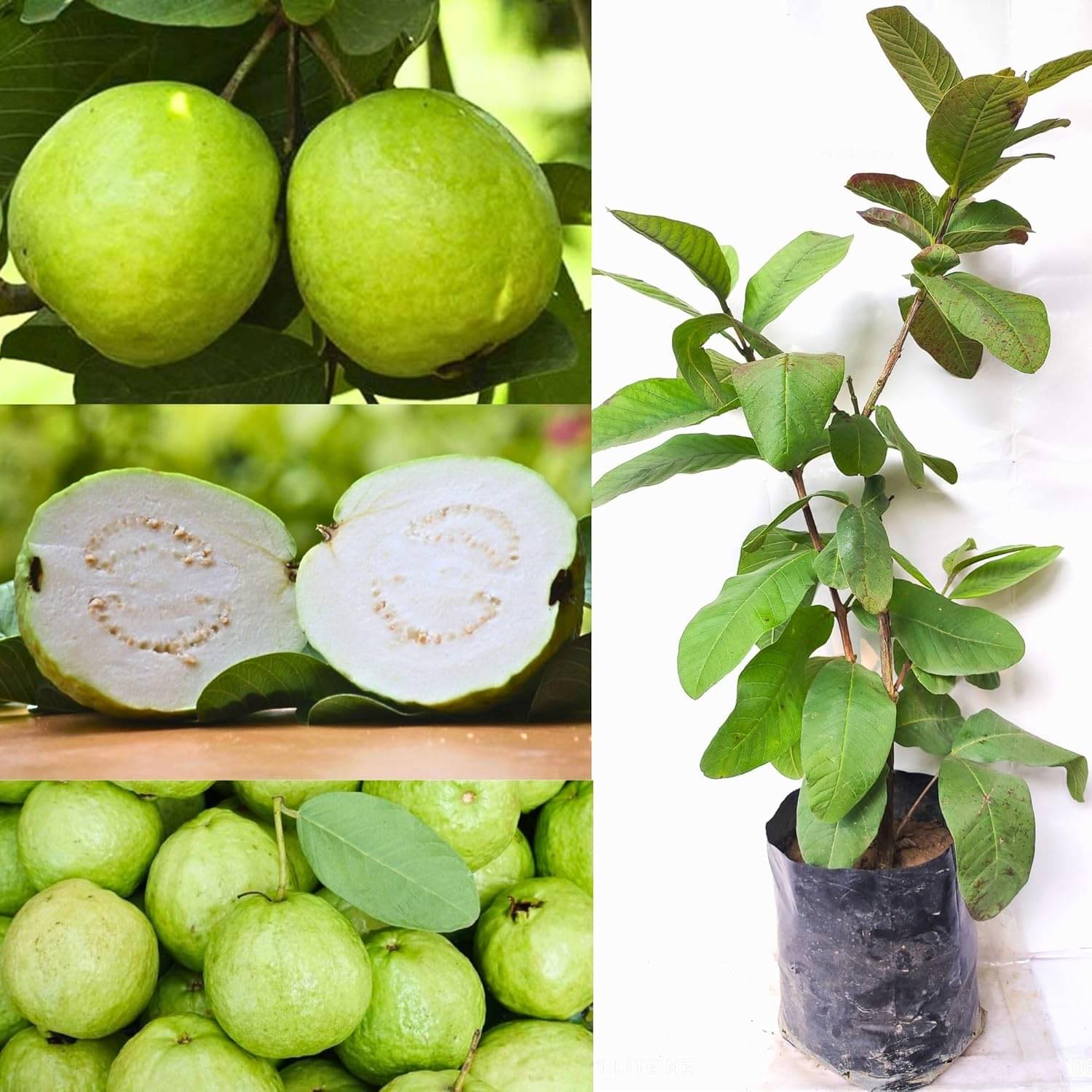 Cloud Farm Outdoor Guava Fruit Plant Pack of 1     			Cloud Farm Outdoor Guava Fruit Plant Pack of 1