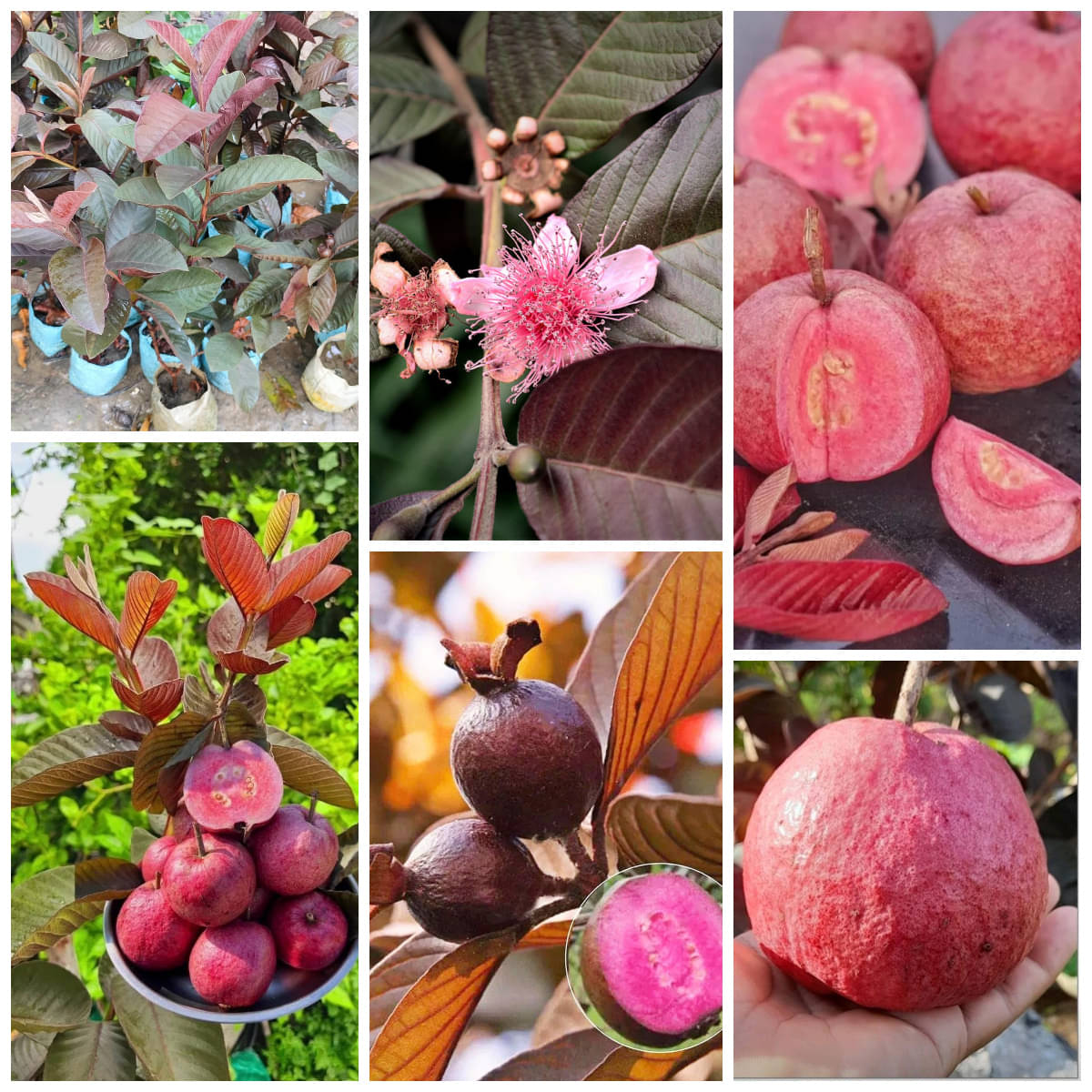 Cloud Farm Outdoor Guava Fruit Plant Pack of 1     			Cloud Farm Outdoor Guava Fruit Plant Pack of 1