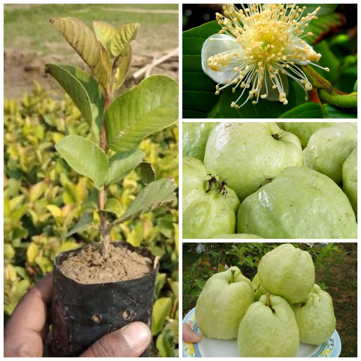     			Cloud Farm Outdoor Guava Fruit Plant Pack of 1