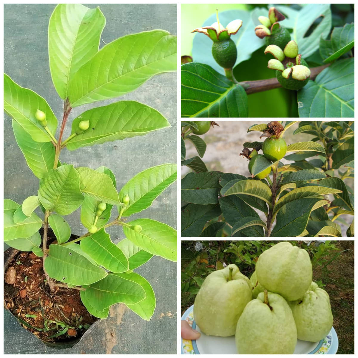 Cloud Farm Outdoor Guava Fruit Plant Pack of 1     			Cloud Farm Outdoor Guava Fruit Plant Pack of 1
