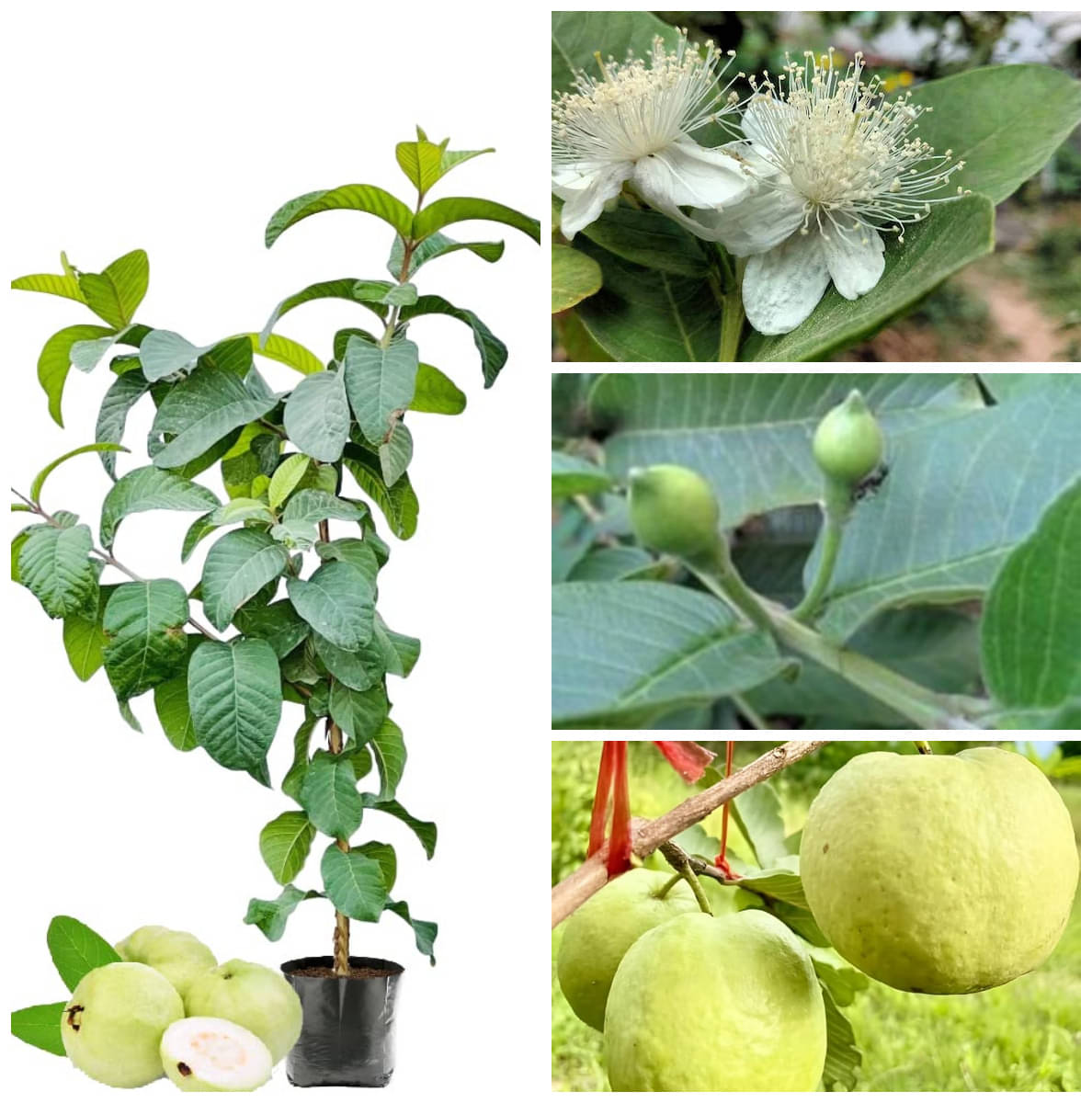     			Cloud Farm Outdoor Guava Fruit Plant Pack of 1