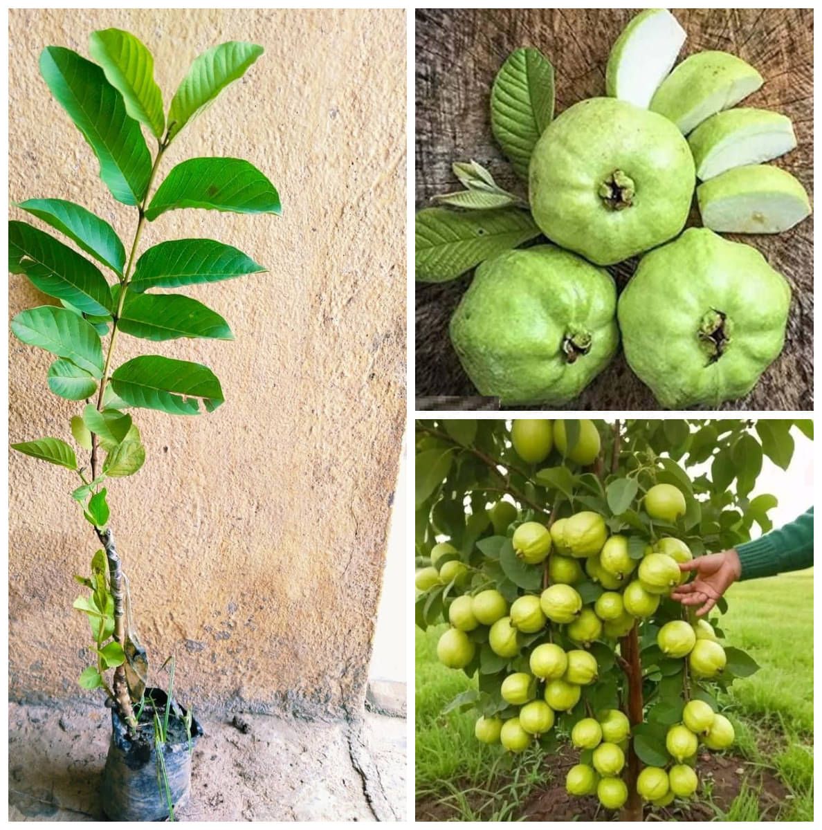 Cloud Farm Outdoor Guava Fruit Plant Pack of 1     			Cloud Farm Outdoor Guava Fruit Plant Pack of 1