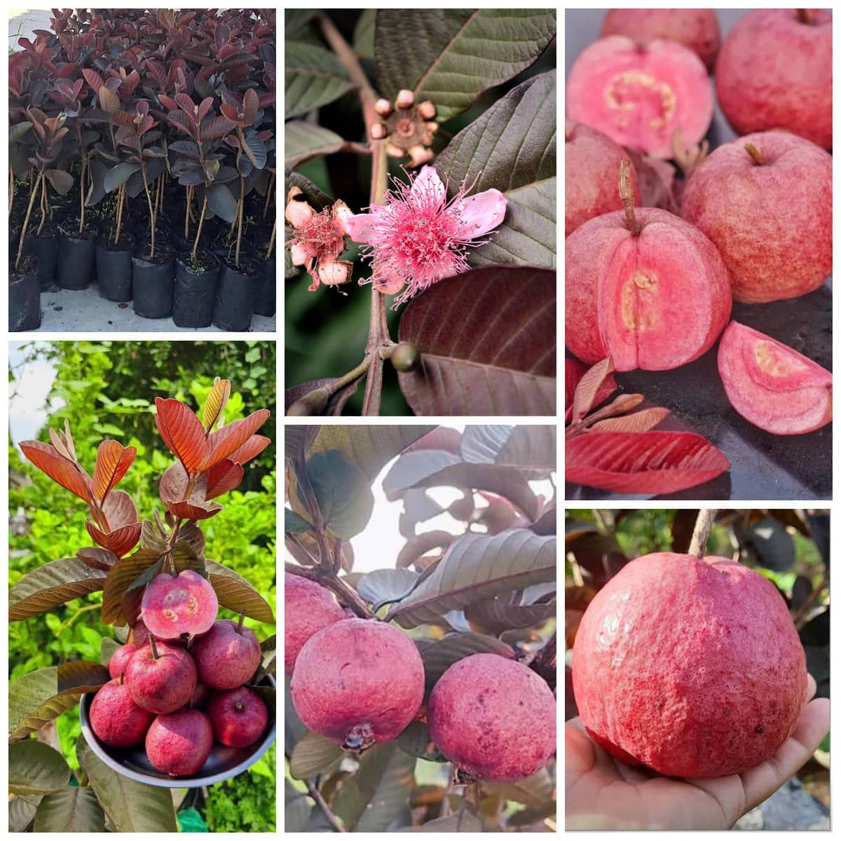 Cloud Farm Outdoor Guava Fruit Plant Pack of 1