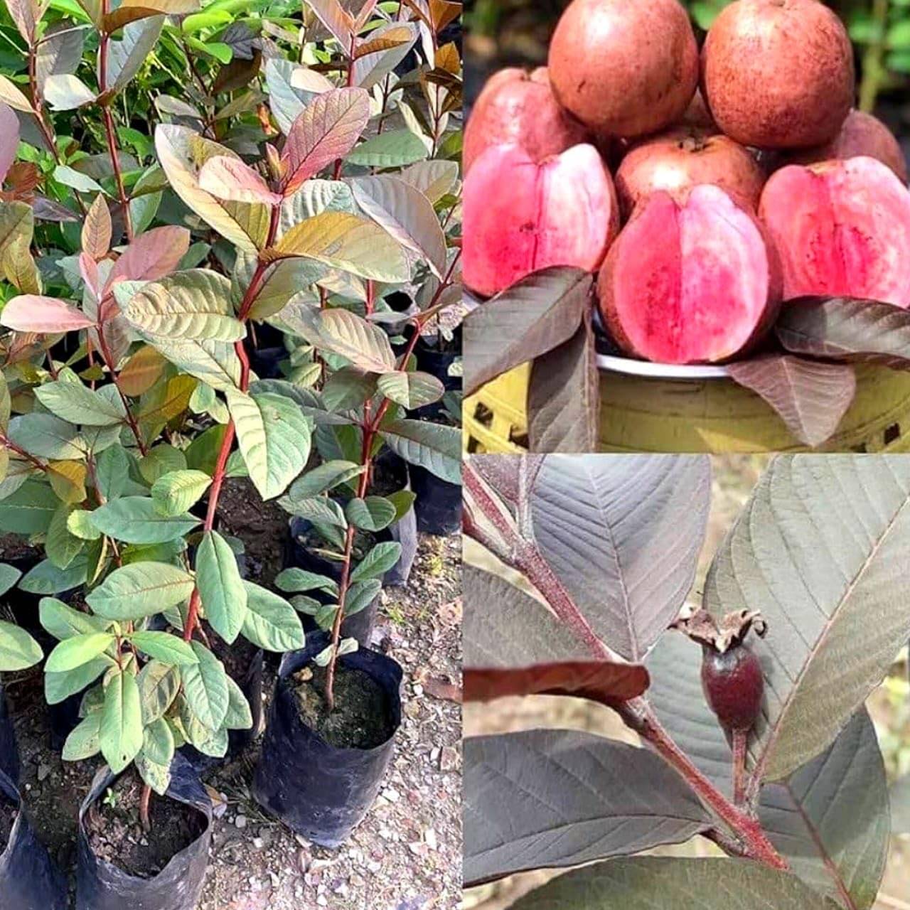     			Cloud Farm Outdoor Guava Fruit Plant Pack of 1