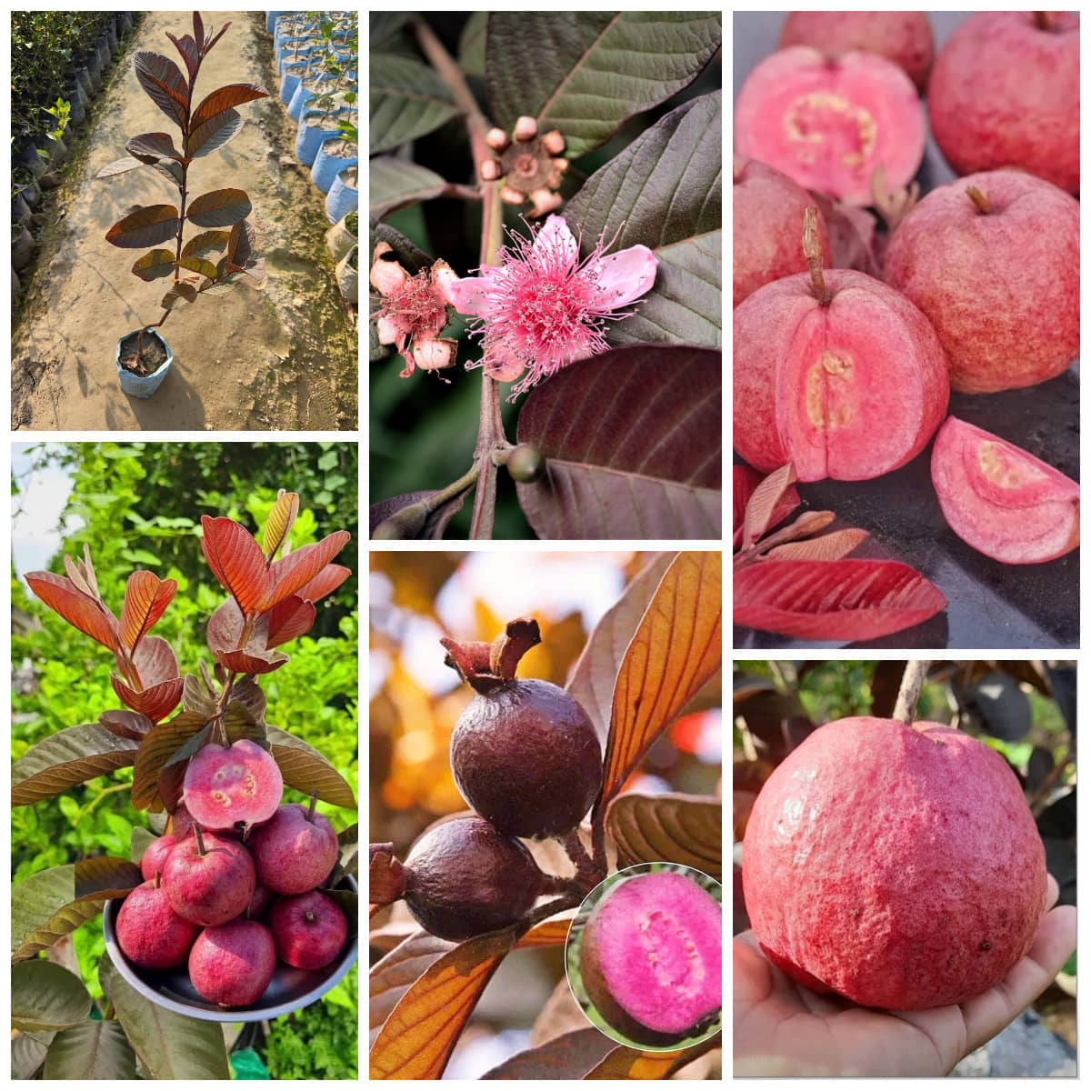 Cloud Farm Outdoor Guava Fruit Plant Pack of 1
