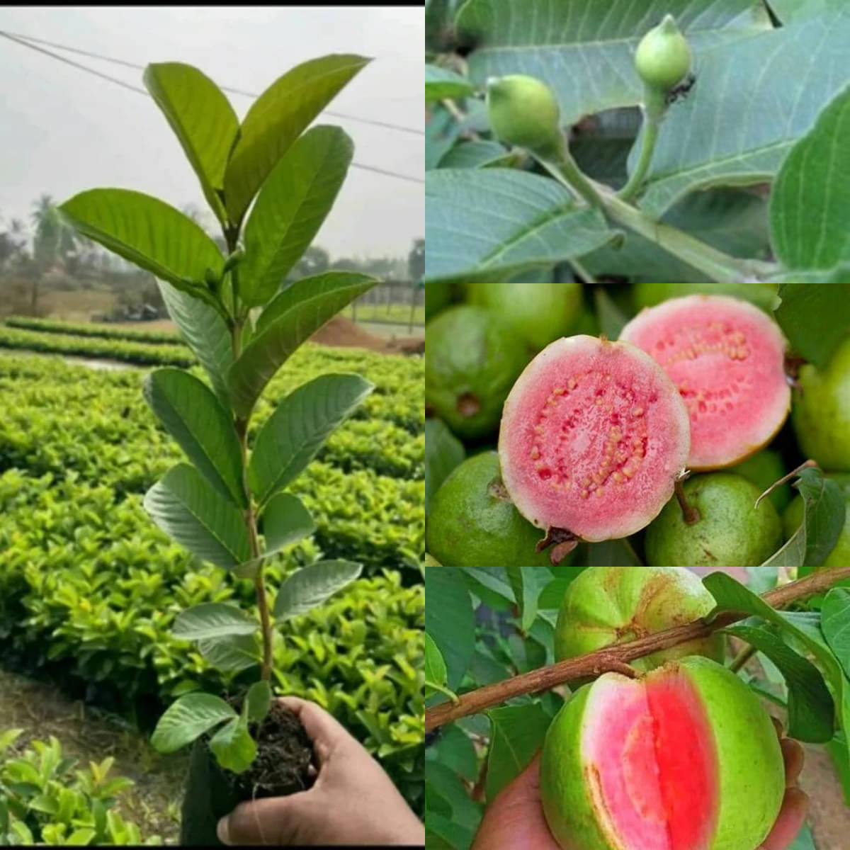 Cloud Farm Outdoor Guava Fruit Plant Pack of 1     			Cloud Farm Outdoor Guava Fruit Plant Pack of 1