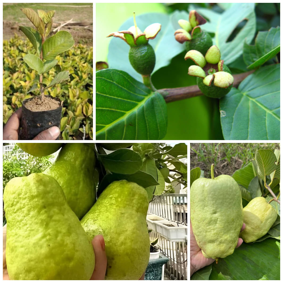 Cloud Farm Outdoor Guava Fruit Plant Pack of 1     			Cloud Farm Outdoor Guava Fruit Plant Pack of 1