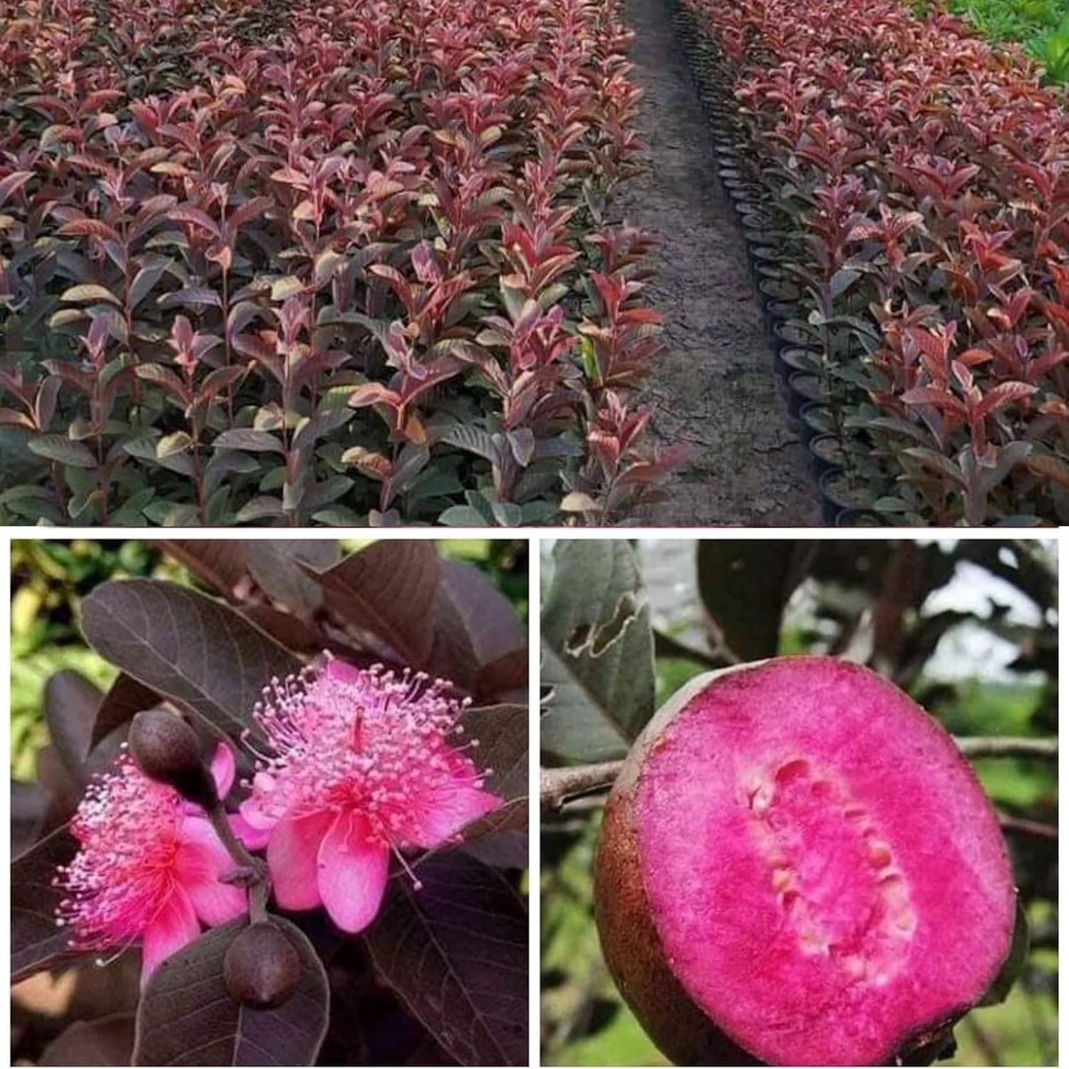 Cloud Farm Outdoor Guava Fruit Plant Pack of 1 Cloud Farm Outdoor Guava Fruit Plant Pack of 1