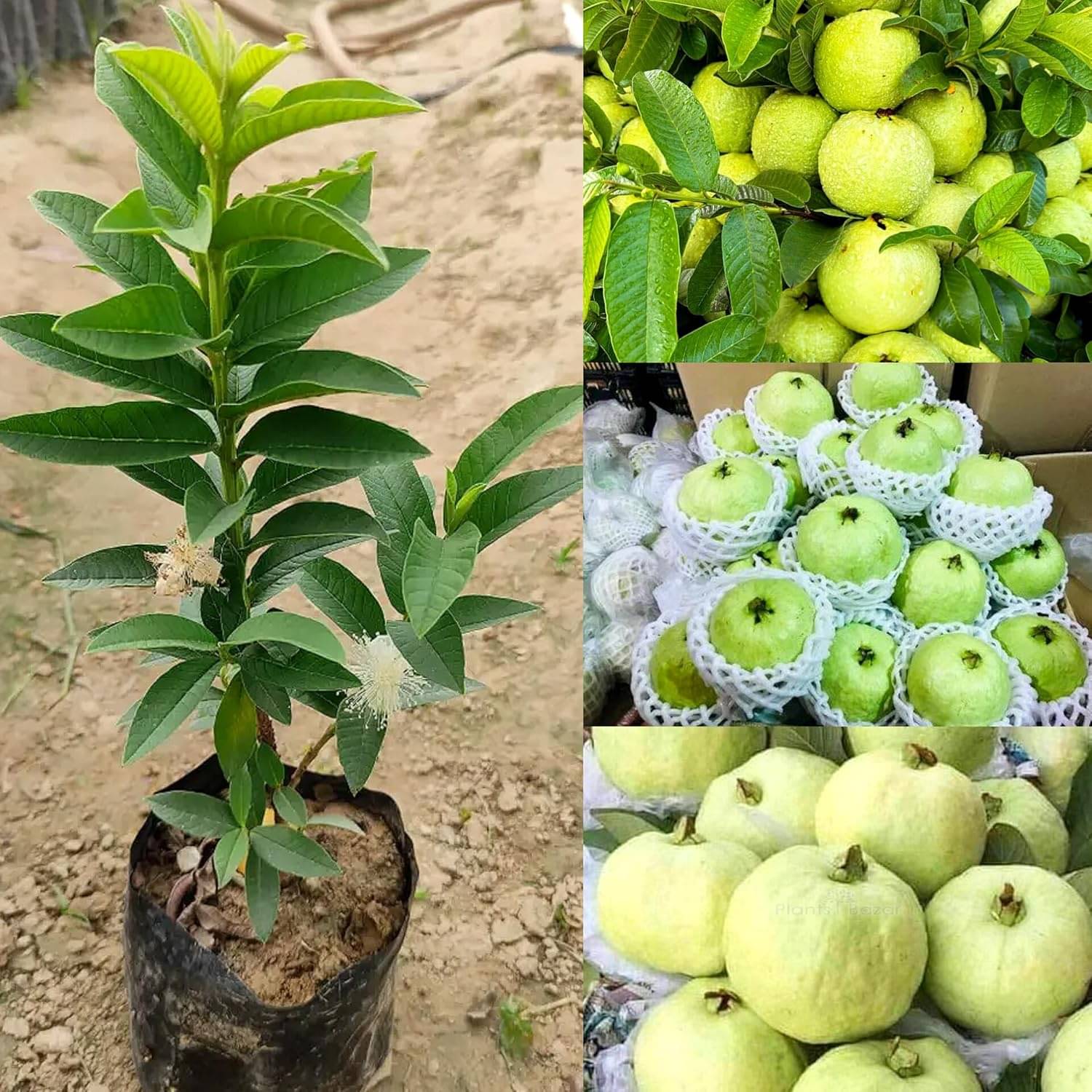 Cloud Farm Outdoor Guava Fruit Plant Pack of 1     			Cloud Farm Outdoor Guava Fruit Plant Pack of 1