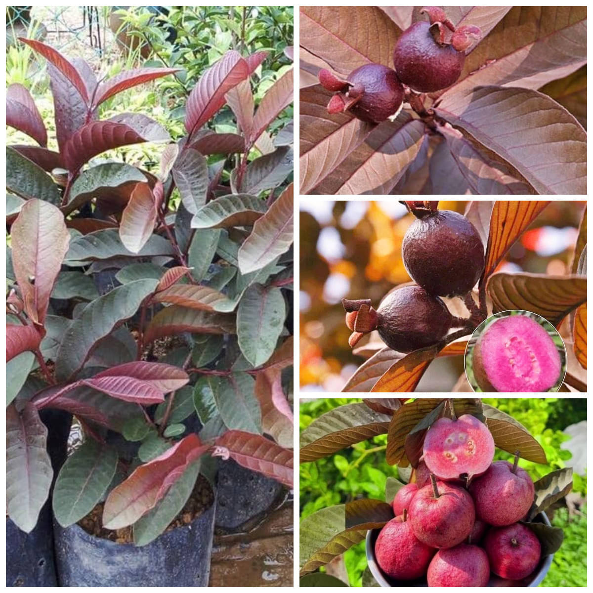 Cloud Farm Outdoor Guava Fruit Plant Pack of 1     			Cloud Farm Outdoor Guava Fruit Plant Pack of 1