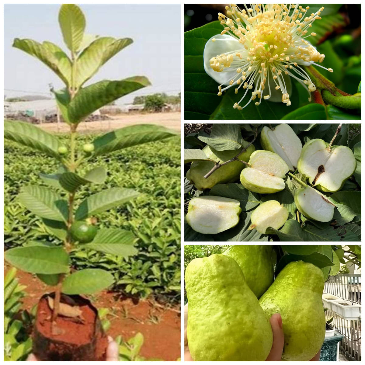 Cloud Farm Outdoor Guava Fruit Plant Pack of 1     			Cloud Farm Outdoor Guava Fruit Plant Pack of 1