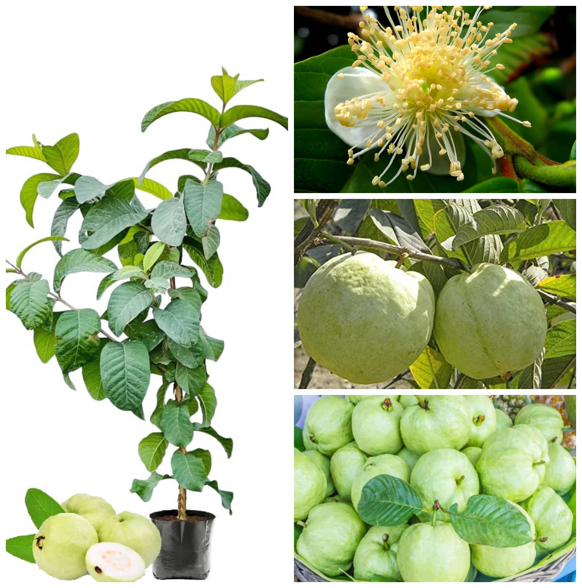 Cloud Farm Outdoor Guava Fruit Plant Pack of 1     			Cloud Farm Outdoor Guava Fruit Plant Pack of 1