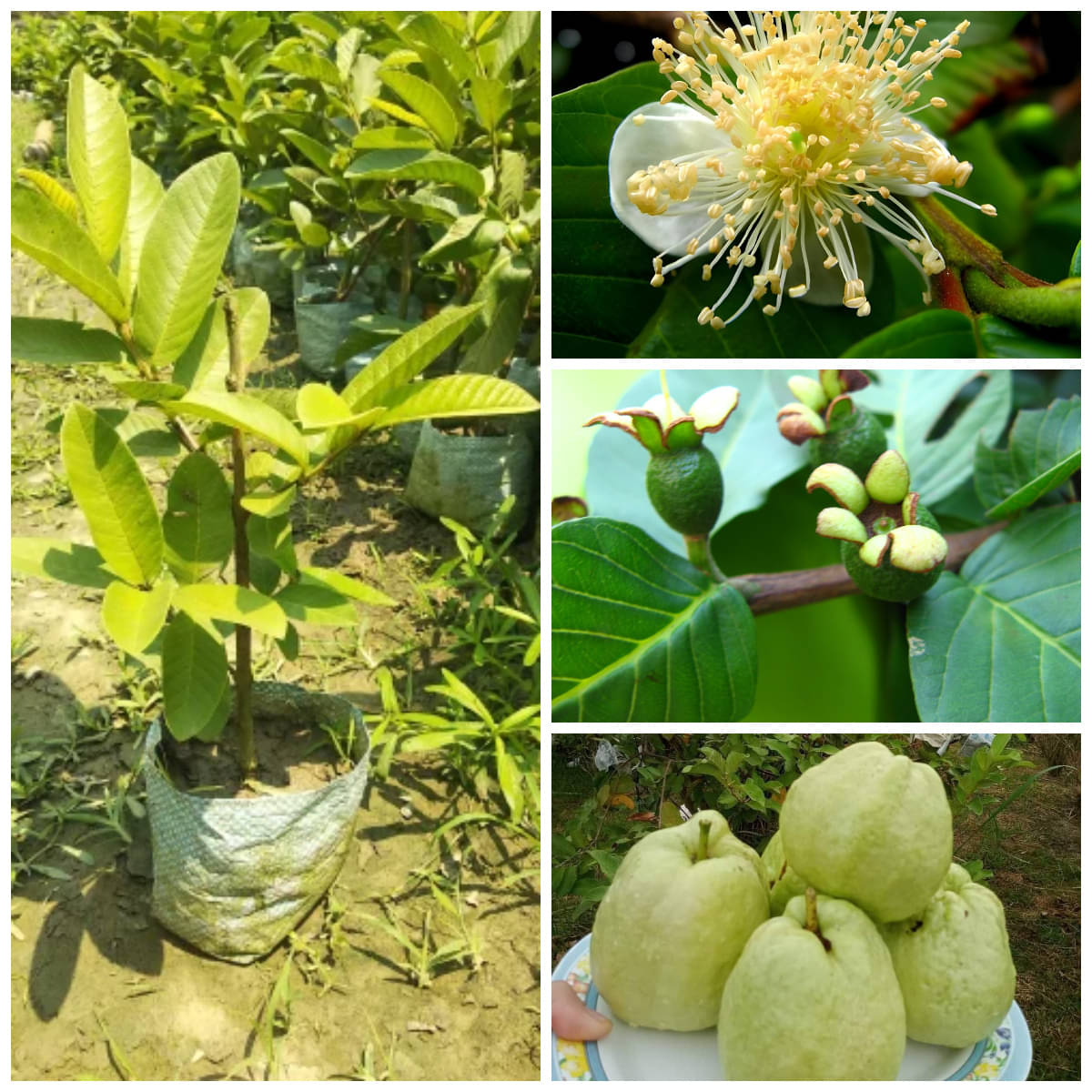     			Cloud Farm Outdoor Guava Fruit Plant Pack of 1