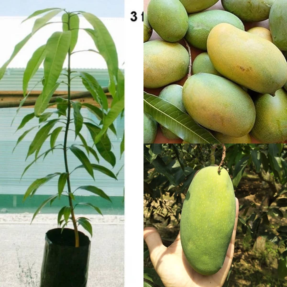 Cloud Farm Outdoor Mango Fruit Plant Pack of 1