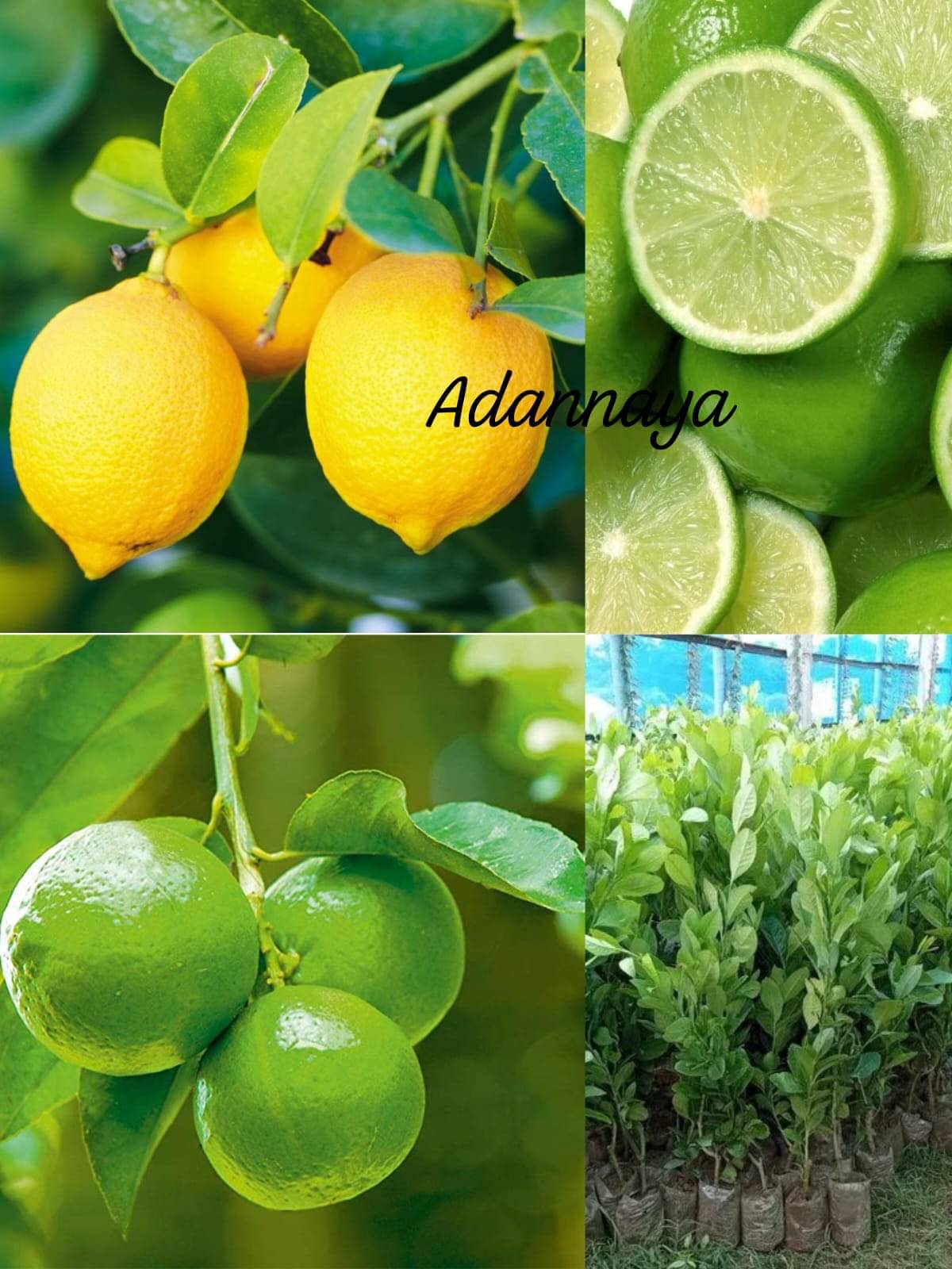    			1 Thai All Time Lemon SeedLess Lemon Plant Nimbu Plant Lebu plant All time Hybrid Lemon tree Plant Height