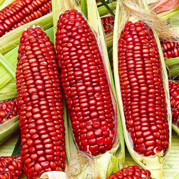     			High Germination Red Corn (maize) Traditional Seeds - ( 50 seed )