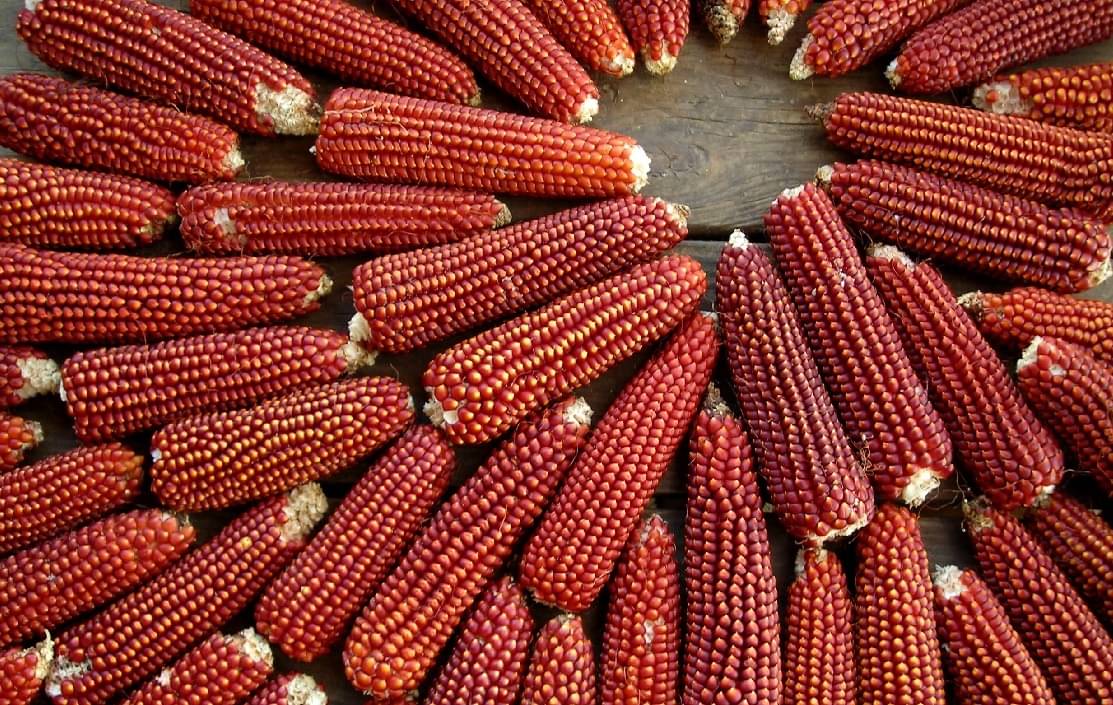 High Germination Red Corn (maize) Traditional Seeds - ( 50 seed ) High Germination Red Corn (maize) Traditional Seeds - ( 50 seed )