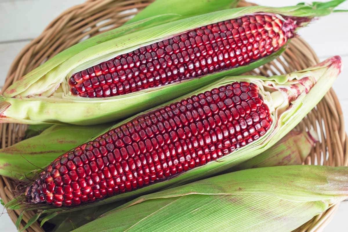     			High Germination Red Corn (maize) Traditional Seeds - ( 50 seed )