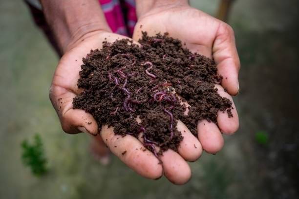     			Organic Vermicompost 1 kg