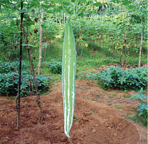     			LiveNature Chichinda / Snake Gourd Vegetable Plant Seeds | Best For Home Garden & Terrace – Pack of 100 Seeds
