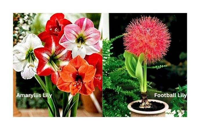 LiveNature Amaryllis Lily (3 Bulbs) + Football Lily (3 Bulbs) | Mixed Flower Bulbs | Best for Home Garden & Terrace – Pack of 6 Bulbs LiveNature Amaryllis Lily (3 Bulbs) + Football Lily (3 Bulbs) | Mixed Flower Bulbs | Best for Home Garden & Terrace – Pack of 6 Bulbs