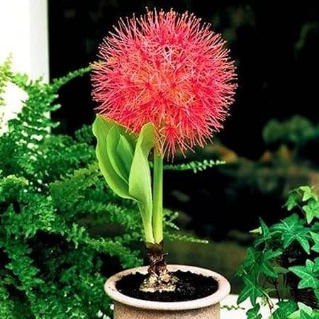 LiveNature Football Lily Bulbs | Decorative Flower Bulbs | Best for Home Garden & Terrace – Pack of 6 Bulbs LiveNature Football Lily Bulbs | Decorative Flower Bulbs | Best for Home Garden & Terrace – Pack of 6 Bulbs
