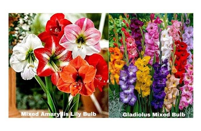 LiveNature Mixed Amaryllis Lily (3 Bulbs) + Mixed Gladiolus (3 Bulbs) | Flower Bulbs Combo | Best For Home Garden & Terrace – Pack of 6 Bulbs LiveNature Mixed Amaryllis Lily (3 Bulbs) + Mixed Gladiolus (3 Bulbs) | Flower Bulbs Combo | Best For Home Garden & Terrace – Pack of 6 Bulbs