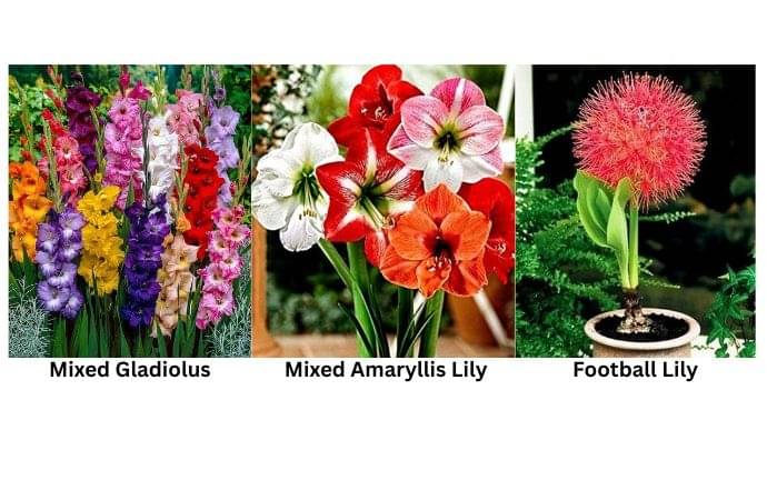 LiveNature Mixed Gladiolus (2 Bulbs) + Mixed Amaryllis Lily (2 Bulbs) + Football Lily (2 Bulbs) | Flower Bulbs Combo | Best for Home Garden & Terrace – Pack of 6 Bulbs LiveNature Mixed Gladiolus (2 Bulbs) + Mixed Amaryllis Lily (2 Bulbs) + Football Lily (2 Bulbs) | Flower Bulbs Combo | Best for Home Garden & Terrace – Pack of 6 Bulbs