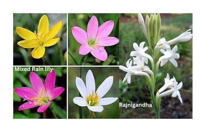 LiveNature Mixed Rain Lily (3 Bulbs) + Rajnigandha (3 Bulbs) | Mixed Flower Bulbs | Best for Home Garden & Terrace – Pack of 6 Bulbs LiveNature Mixed Rain Lily (3 Bulbs) + Rajnigandha (3 Bulbs) | Mixed Flower Bulbs | Best for Home Garden & Terrace – Pack of 6 Bulbs