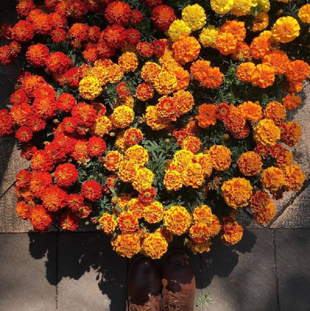 African Marigold French (Genda) Annual Flower Garden Seeds for Home Gardening (50 Seeds) | Organic and Natural All Season Flowering Seeds for Pots African Marigold French (Genda) Annual Flower Garden Seeds for Home Gardening (50 Seeds) | Organic and Natural All Season Flowering Seeds for Pots
