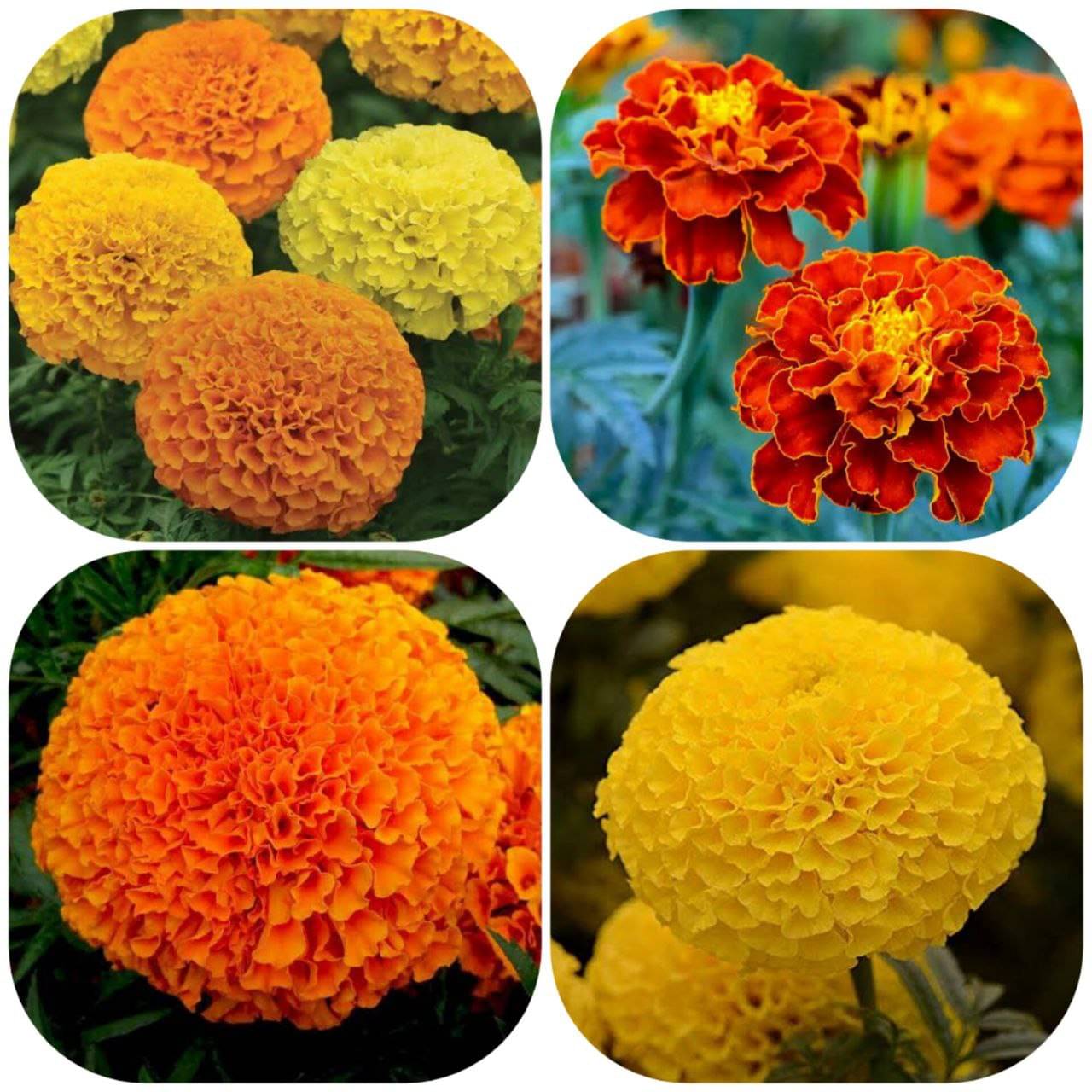 African Marigold Mix (Genda) Annual Flower Garden Seeds for Home Gardening (50 Seeds) | Organic and Natural All Season Flowering Seeds for Pots African Marigold Mix (Genda) Annual Flower Garden Seeds for Home Gardening (50 Seeds) | Organic and Natural All Season Flowering Seeds for Pots