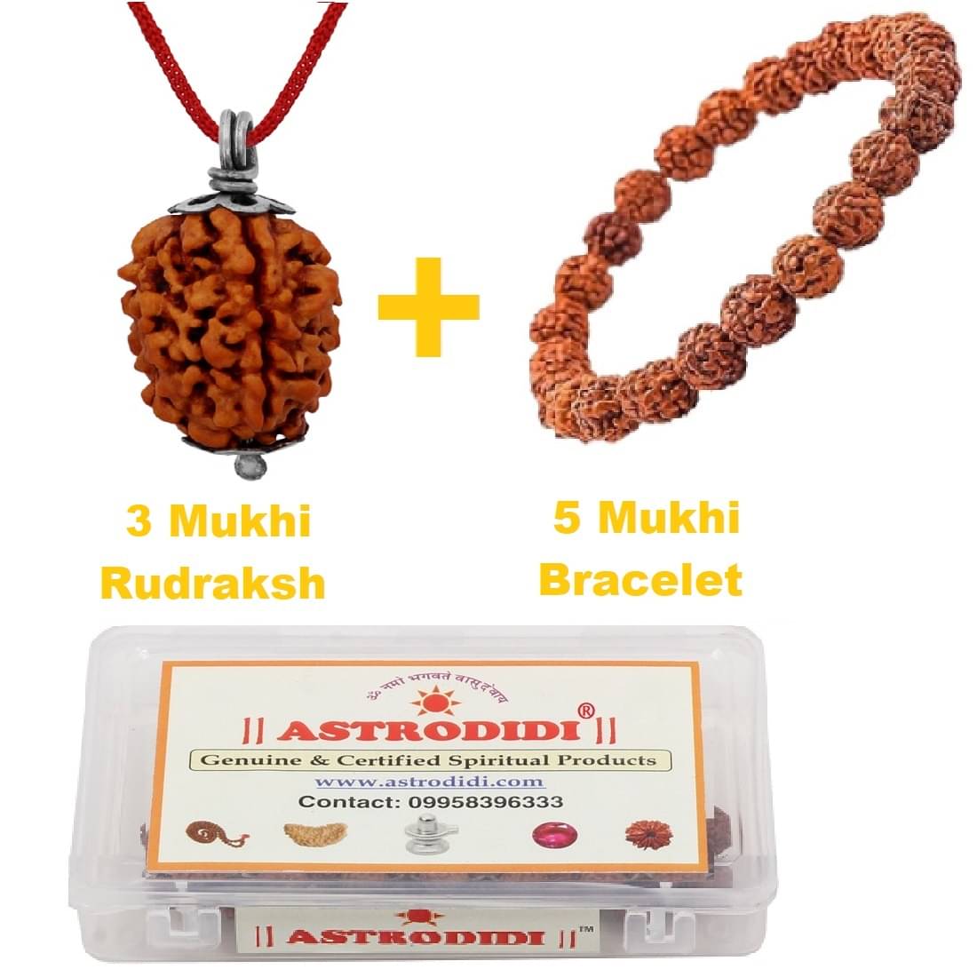     			3 Mukhi Rudraksha Pendant with 5 Mukhi Rudraksha Bracelet