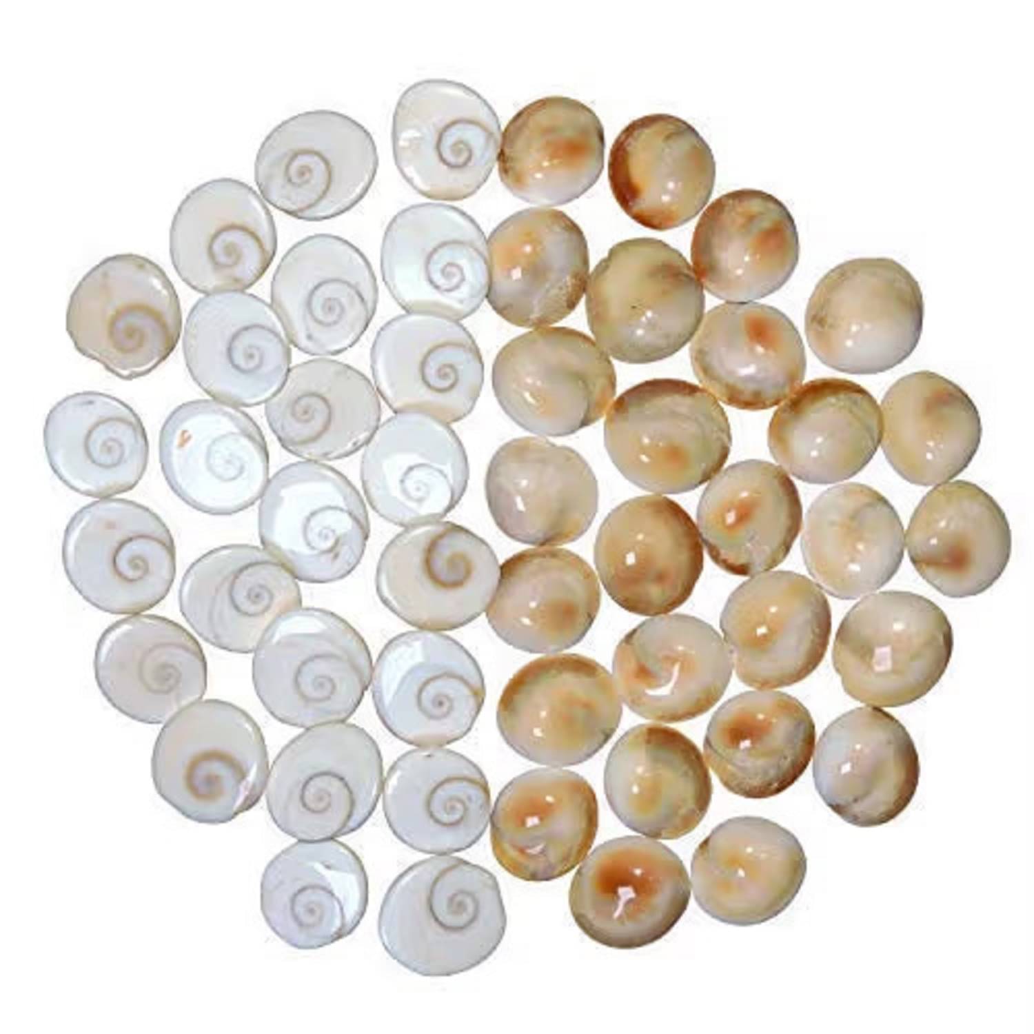     			EPSAA Gomti Chakra Use For Pooja ( Pack of 1 )