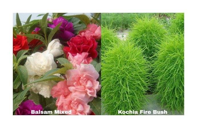 LiveNature Balsam Mixed (100 Seeds) + Kochia Fire Bush (100 Seeds) | Mixed Flower Seeds Combo | Best for Home Garden & Terrace – Pack of 200 Seeds LiveNature Balsam Mixed (100 Seeds) + Kochia Fire Bush (100 Seeds) | Mixed Flower Seeds Combo | Best for Home Garden & Terrace – Pack of 200 Seeds
