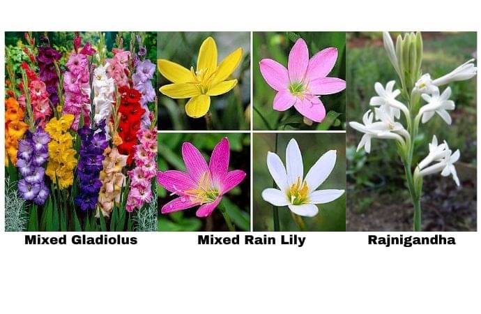 LiveNature Mixed Gladiolus (3 Bulbs) + Mixed Rain Lily (3 Bulbs) + Single Rajnigandha/Tuberose (3 Bulbs) | Flower Bulbs Combo | Best for Home Garden & Terrace – Pack of 9 Bulbs LiveNature Mixed Gladiolus (3 Bulbs) + Mixed Rain Lily (3 Bulbs) + Single Rajnigandha/Tuberose (3 Bulbs) | Flower Bulbs Combo | Best for Home Garden & Terrace – Pack of 9 Bulbs