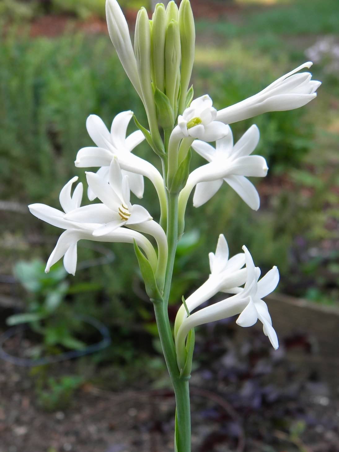 LiveNature Single Rajnigandha/Tuberose Bulbs | Summer Flower Bulbs for Home Garden & Terrace – 3 Bulbs LiveNature Single Rajnigandha/Tuberose Bulbs | Summer Flower Bulbs for Home Garden & Terrace – 3 Bulbs