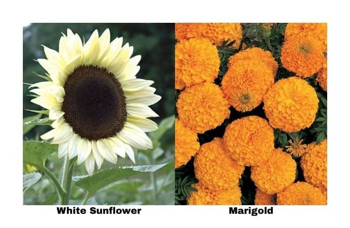 LiveNature White Sunflower (100 Seeds) + Marigold (100 Seeds) | Summer Flower Seeds Combo | Best for Home Garden & Terrace – Pack of 200 Seeds LiveNature White Sunflower (100 Seeds) + Marigold (100 Seeds) | Summer Flower Seeds Combo | Best for Home Garden & Terrace – Pack of 200 Seeds